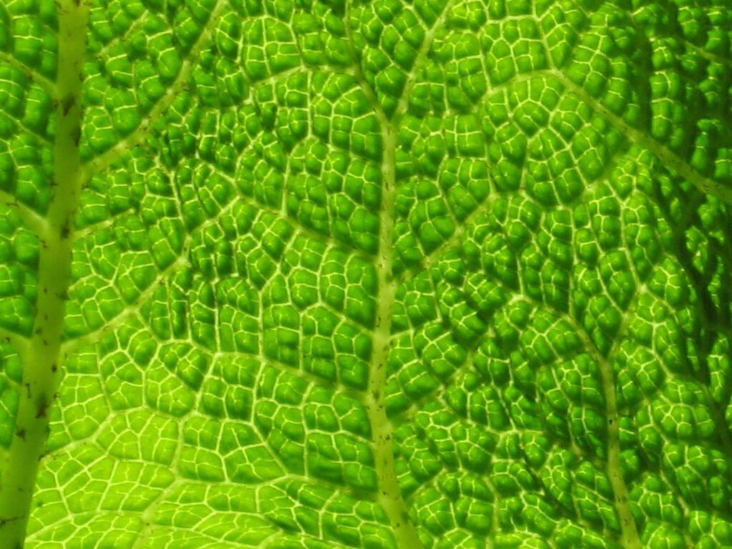 25.03.2018 – Wiosenna wątroba – bezpieczny detox
